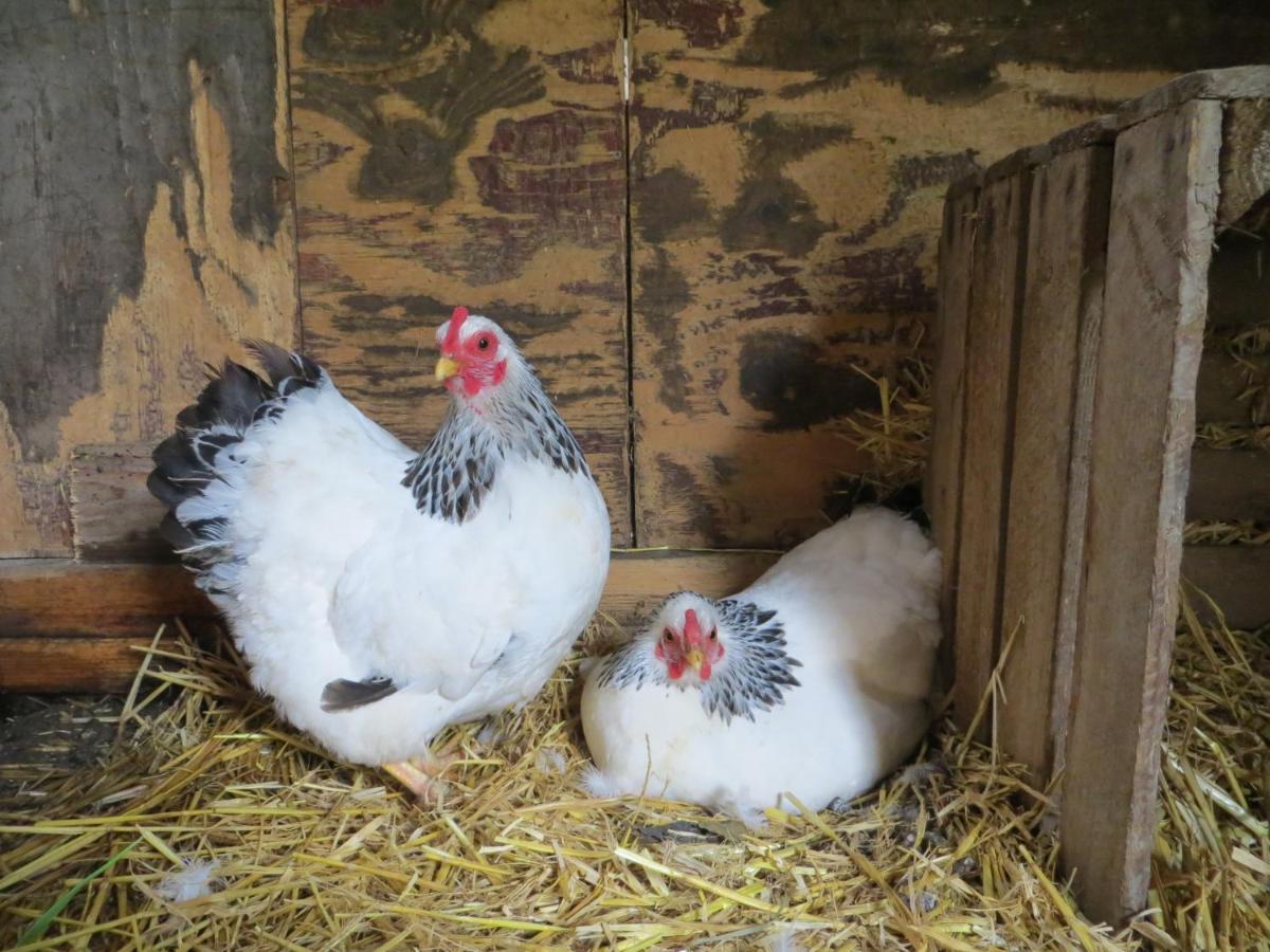 Ferienhaus Het Wapen Heeckeren *